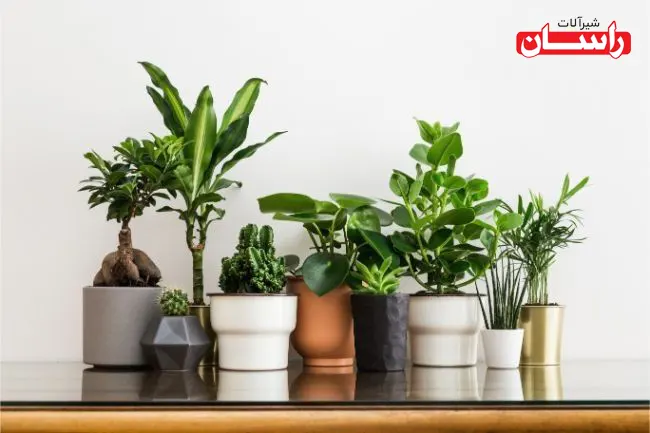 9 گیاه آپارتمانی مناسب برای حمام 2