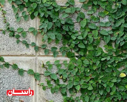 گیاه انجیر رونده