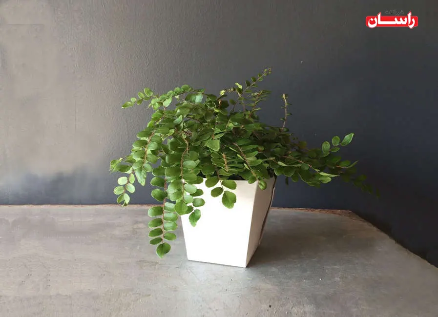 گیاه سرخس دکمه‌ای