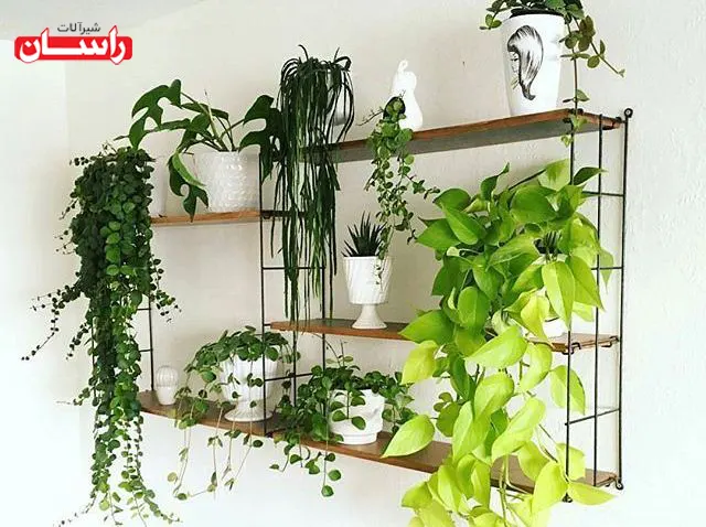 گیاه پوتوس