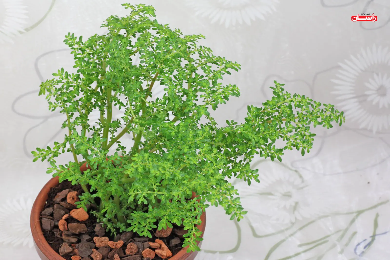 گیاه پیله‌آ میکروفیلا (آموزش ساخت تراریوم در منزل)
