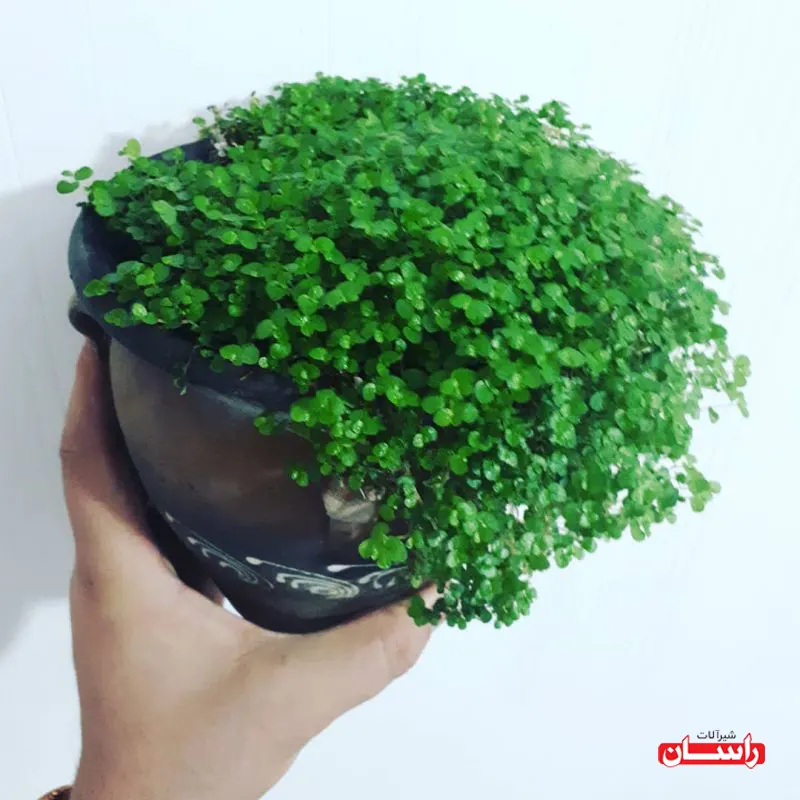 گیاه چمن عروس