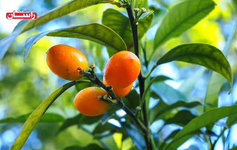 ۱۴- درختچه آپارتمانی کامکوآت (Kumquat)