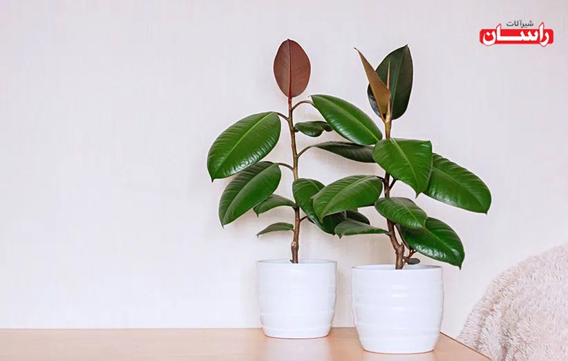 ۷- فیکوس الاستیکا (Ficus elastica)