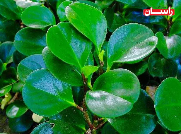 گیاه قاشقی