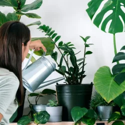9 گیاه آپارتمانی مناسب برای حمام
