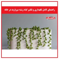 راهنمای کامل نگهداری و تکثیر گیاه رشته مروارید در خانه