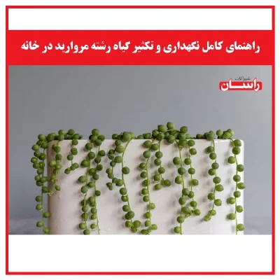 راهنمای کامل نگهداری و تکثیر گیاه رشته مروارید در خانه