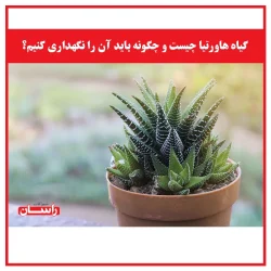 گیاه هاورتیا چیست و چگونه باید آن را نگهداری کنیم؟