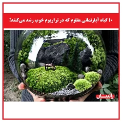 ۱۰ گیاه آپارتمانی مقاوم که در تراریوم خوب رشد می‌کنند + آموزش ساخت تراریوم در منزل