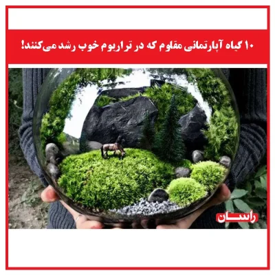۱۰ گیاه آپارتمانی مقاوم که در تراریوم خوب رشد می‌کنند + آموزش ساخت تراریوم در منزل