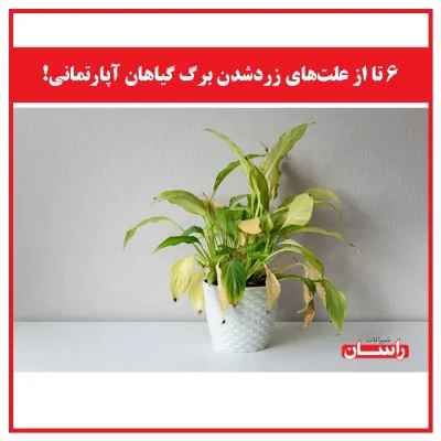 6 تا از علت‌‌های زردشدن برگ گیاهان آپارتمانی!