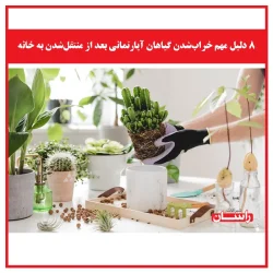 ۸ دلیل مهم خراب‌شدن گیاهان آپارتمانی بعد از منتقل‌شدن به خانه