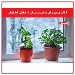 ۸ نکته‌ی مهم برای مراقبت زمستانی از گیاهان آپارتمانی