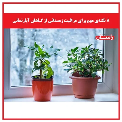 ۸ نکته‌ی مهم برای مراقبت زمستانی از گیاهان آپارتمانی